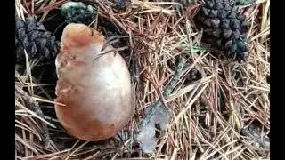 BOLETUS EDULIS MADRILE&Ntilde;OS