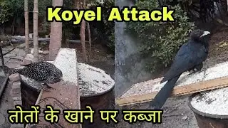 koyel (cuckoo) attack! toton ke khaane par kabza