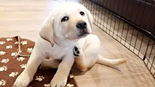 PLAYING WITH THE CUTEST LABRADOR PUPPIES EVER!!