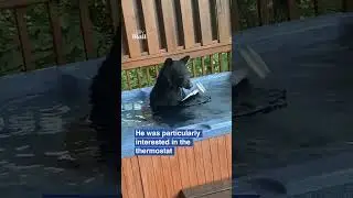 Black bear enjoys dip in hot tub