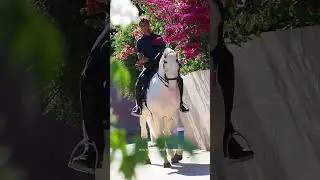 SCHOOLMASTER PRE-LUSITANO 6 YO PIRO FREE