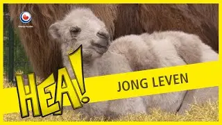 HEA! Jong leven