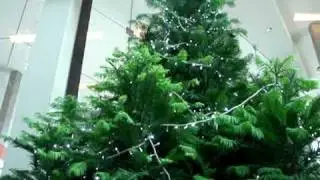 クリスマスinメルボルンVol.7　Wollemi Pine Tree