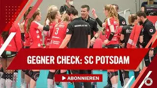 DSC Volley | Dresdner SC vs. SC Potsdam - Der Check mit Alexander Waibl