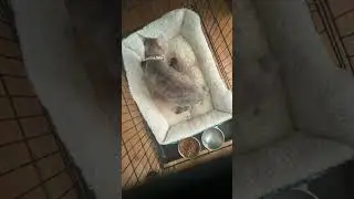 Welcome to the world kittens born today April 24th #cat #hugyourcatday #worldcatday #nationalcatday
