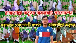 razgulla pigeon sell post in Bangladesh lalgulla aakashi Gulla colouring gulla kobotr sell post 
