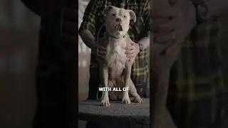 Why YOU Should Get An American Bulldog