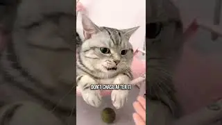 Psychological Tricks to Bond with Your Cat 🧠🐈