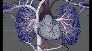 rigged 3d circulatory system by Joel Stutz