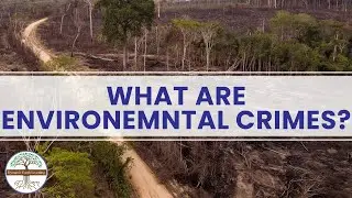 What are Environmental Crimes?  Dynamic Earth Learning