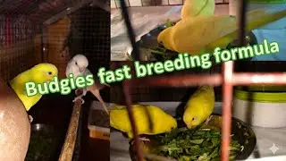 Birds best natural breeding formula | Best breeding formula for budgies, lovebirds, cocktail etc