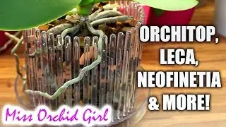 Orchid Q&A#33 - Mold, LECA, Orchitop pots & more!