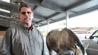 John Kaufman, DVM talks about Circle Oak Equine