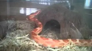 My new baby amel Corn Snake.