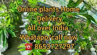 Online plants Home Delivery All over India 🇮🇳