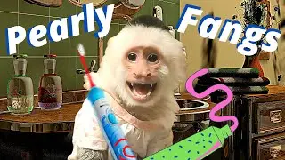 Monkey Lillian Gets A New ELECTRIC Toothbrush! 😮 |  Capuchin Monkey