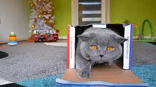 British Shorthair Cat vs Box