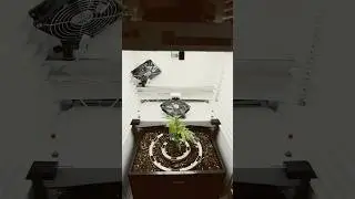 DAY #8 - Blue Peach 🥦 Fridge Grow 2.0 #indoorgrowing #cannabisgrow #fridgegrow #growcommunity #420