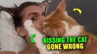 Owner Kisses Cat, Gets Surprising Bite in Return