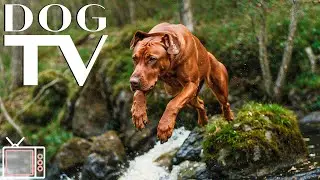 Dog TV: Forest Walk Adventure with Dogs Music | Entertaining TV for Dogs & Calming Music for Dogs