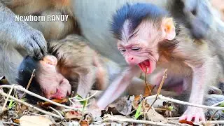 God, bless newborn baby monkey 1-day old RANDY looks p-o-o-r to stand & walk RANY puts on the ground