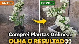 Flores Baratas da Internet que Transformaram Meu Quintal