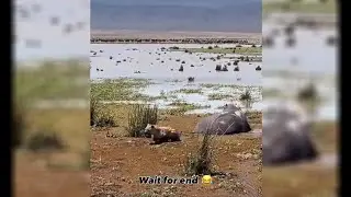 Janvaron ke funny ka naam hai😳pT-2#cuteanimalsfunnyvideos​ #funnycomedyshorts