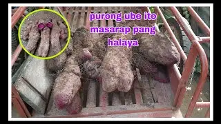 Anglalaki Ng Bagong Harvest Naming Ube#buhayprobinsya