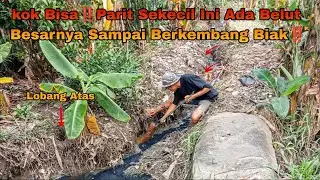 KOK BISA‼️ Parit Sekecil Ini Ada Belut Besarnya Sampai Berkembang Biak‼️
