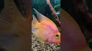 рыбка, золотая рыбка #fish #gold #golden #goldfish #goldpricetoday #beautiful #рыбка #рыба
