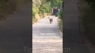 Tiger came on Fort road 