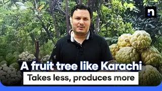 The science of custard apple farming in Karachi | Nukta