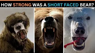 Насколько сильным был короткомордый медведь по сравнению с современными медведями?