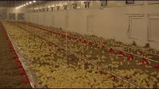 U Pelagićevu otvorena farma kapaciteta 90.000 pilića po turnusu (Zemlja izvor života) TV K3