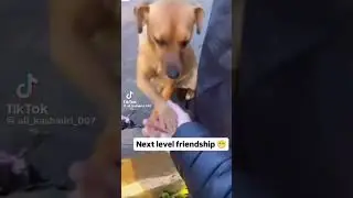funniest dog shaking hand #funny 😂