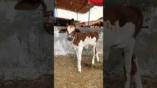 Cow Baby Wearing Mask ❤️ | Cow Mandi 2025 | Ycpk