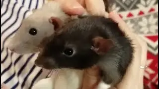 Tasty sausage for rats is the best treat #video #pets #rat