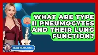 What Are Type II Pneumocytes And Their Lung Function? - All About Anatomy Answers