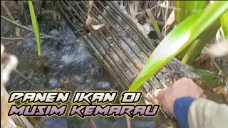 Mantap bener hasil ikan di saat seperti ini || bubu bambu sederhana tanpa umpan