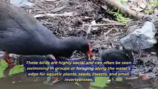 The Dusky Moorhen or Gallinula tenebrosa.  Australia, New Guinea, and  Southeast Asia.
