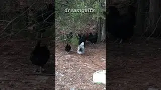 The best predator proof color for free range chickens
