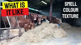 OPENING THE FIRST CUT SILAGE