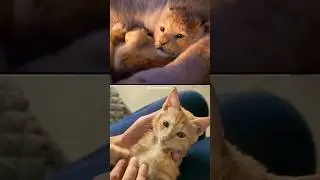 Here is our Simba's Version Of Lion King🦁😻