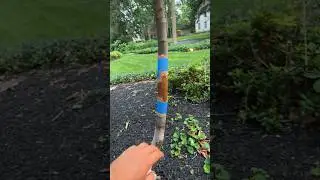 HOW TO KEEP ANTS OFF YOUR FIG TREE???? #fig #garden #figtree #fruittrees #gardening #tree #shorts