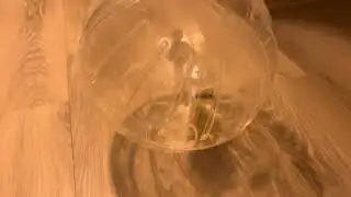 Hamster running (cinematic) (4K)