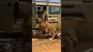 Lions Meet the 