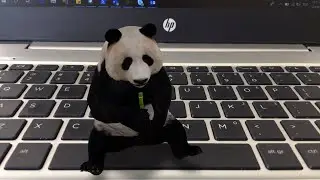 Google 3D Animals...Bring them to your home🦏🦍🐅