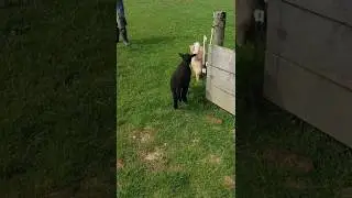 Teddy the lamb now thinks it's a cat #cat #farmcat #cute #lamb #gingercat #shorts #cutecat