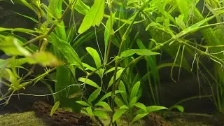 Peaceful Aquarium Ambience for Sleep | Natural Water Sounds, No Music