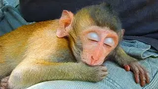 Barry Baby Monkey So Poor In Sovana Team!